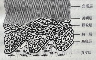 博戈莫列茨:人最长寿命可以活到150岁