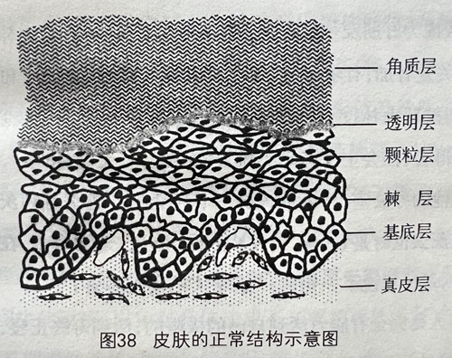 皮肤的正常结构